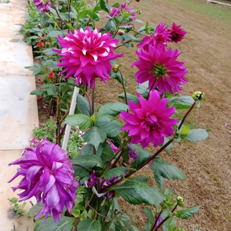 Vivek all plants india