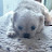 @Maltese_kai