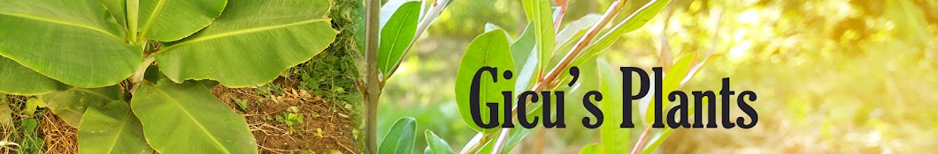 Gicu's plants ইউটিউব চ্যানেল অ্যাভাটার