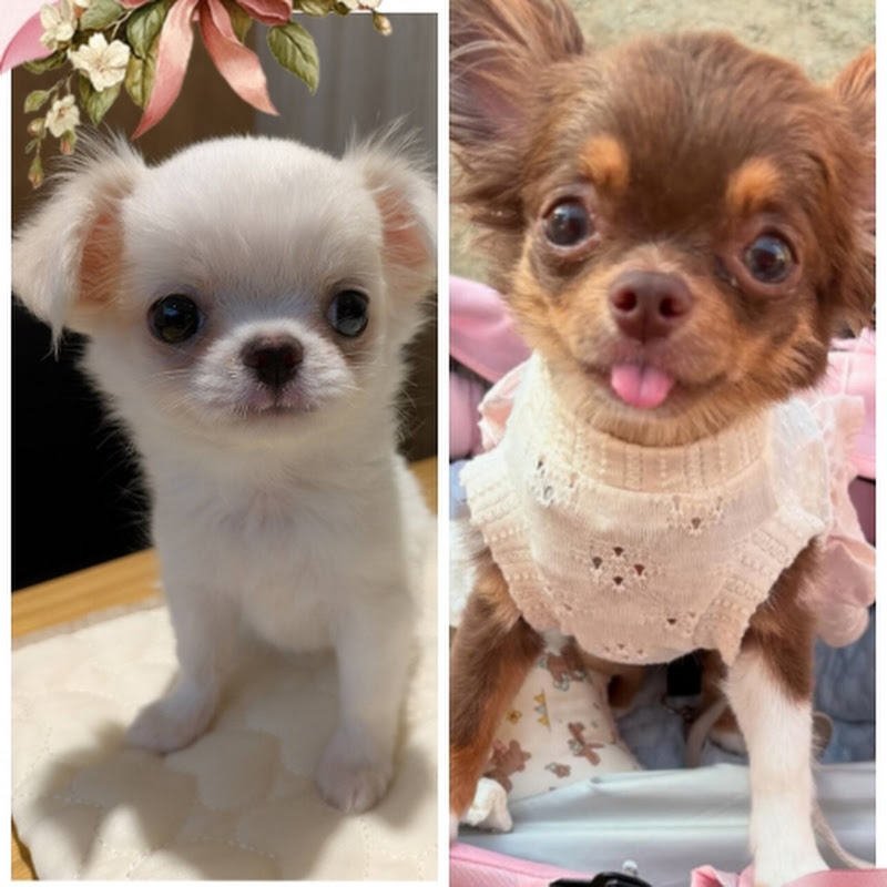 チョコとチロルChannel