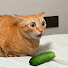 p9j71pCvLH0-channel-avatar-Pets Factory