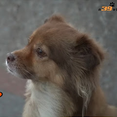 Thumbnail of related channel