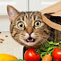 ieVidhn1bYk-channel-avatar-Pets Hiroko