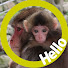 3aJtJcmcmwc-channel-avatar-Snow Monkey