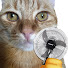 KrxZg90n62w-channel-avatar-fames cat