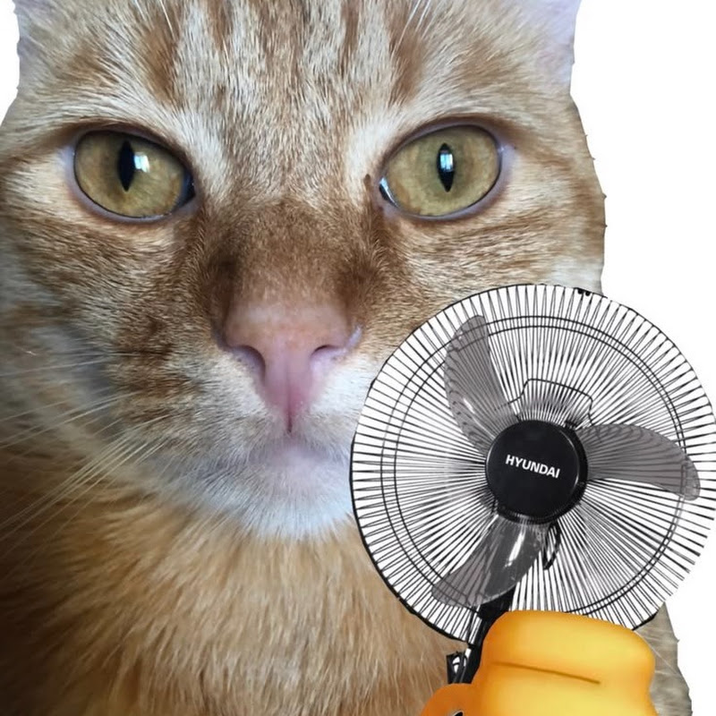 fames cat