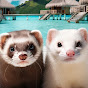 All About Ferrets
