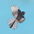 qPG1iGCWwNo-channel-avatar-Fantail