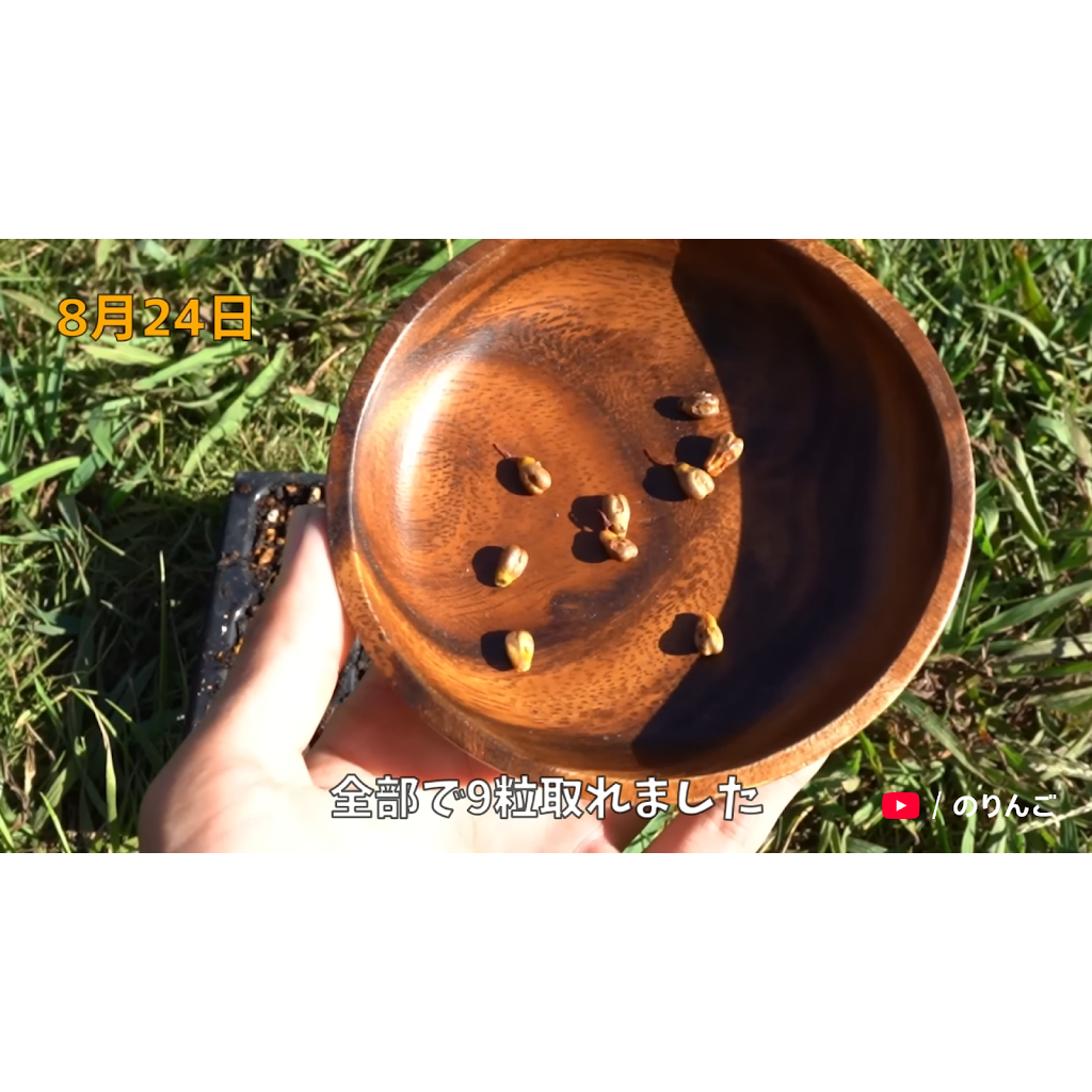 iomari◆来年収穫巨大260㎝,ブラジルアップル◆食べたらわかる濃厚◆ YouTube