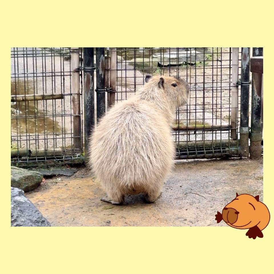 カピバラ子　1002 YouTube