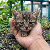 Kittens Zeno