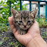 bgYEZZ8EXF4-channel-avatar-Kittens Zeno