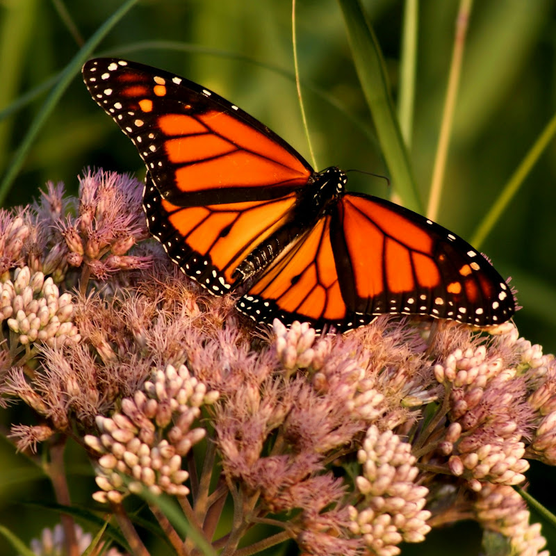 The Chrysalis ~ A Sanctuary of Healing