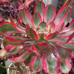 Tina_Succulents アイコン画像
