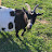 @HoveyFarms