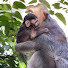 mFRyShbaP-0-channel-avatar-May Monkey