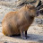@ilovecapybaraanimals9411