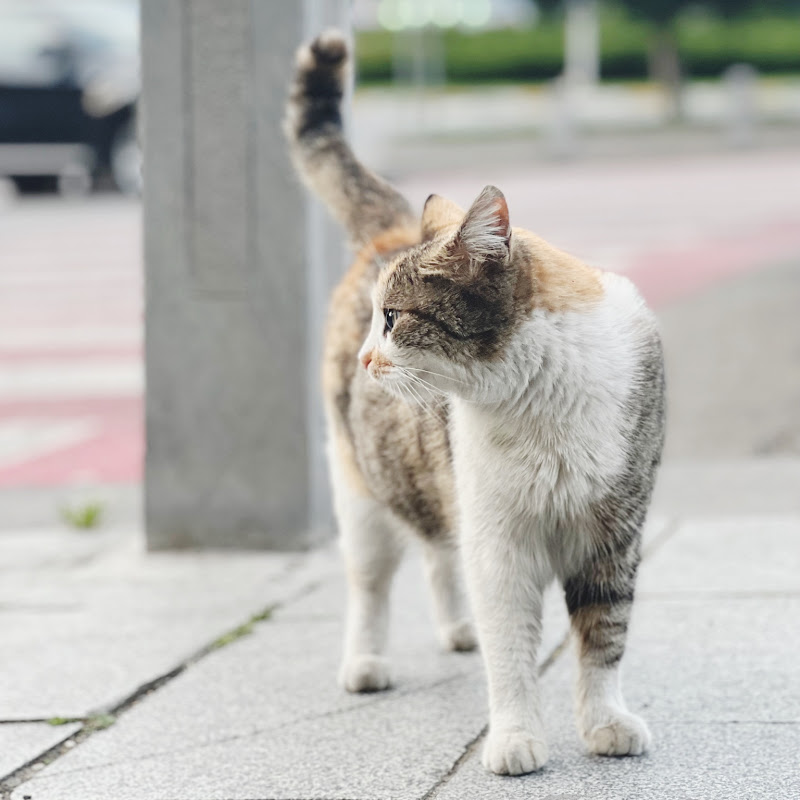 Emmy Moyama (เอมมี่ ตะลอนแมว)