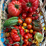 O4nBZsynAc0-channel-avatar-Urban Allotment With Lauksie