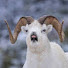 B9o9fZ15ZSQ-channel-avatar-SHEEP WITH A GUN