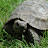 @Eleganturtle