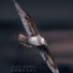 jFFUg5rzZrM-channel-avatar-taru dabbles