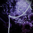 Tzu0058GaSI-channel-avatar-ameverie