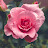 @NOURAINABDELWAHAB