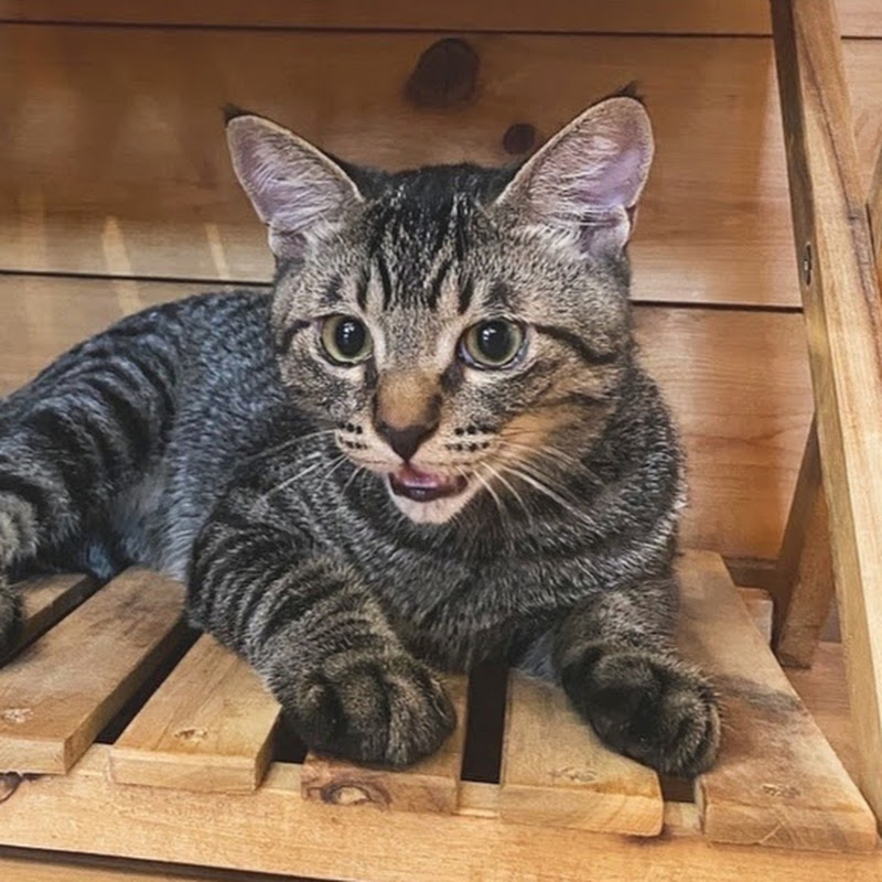 ととまるチャンネル