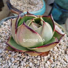 설아다육