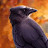 @raventheblackbird3417