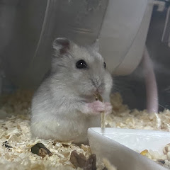 まるちゃんはむはむchアイコン画像