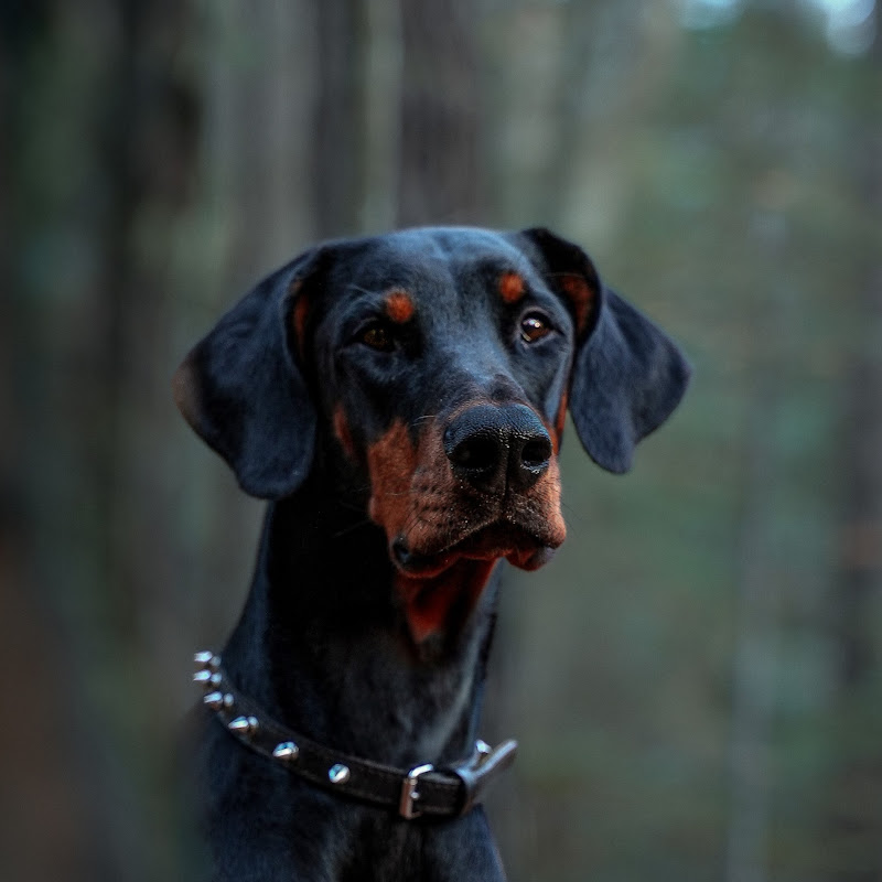 Arka le Dobermann