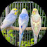 ECSFDGUDfGU-channel-avatar-Bird TV for Cats