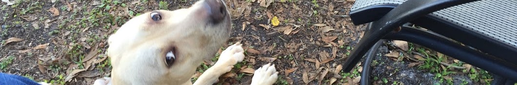 K9 Rules & Training Camp Dog Training Florida YouTube kanalı avatarı