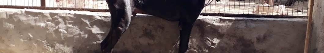 Black Bulls in Haryana India Jhajjar Avatar channel YouTube 