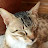 avatar of @qcthecat1615