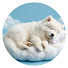 LyDB9zI1M-A-channel-avatar-Sleepy Paws