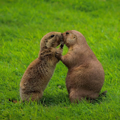 Love Animals Stories