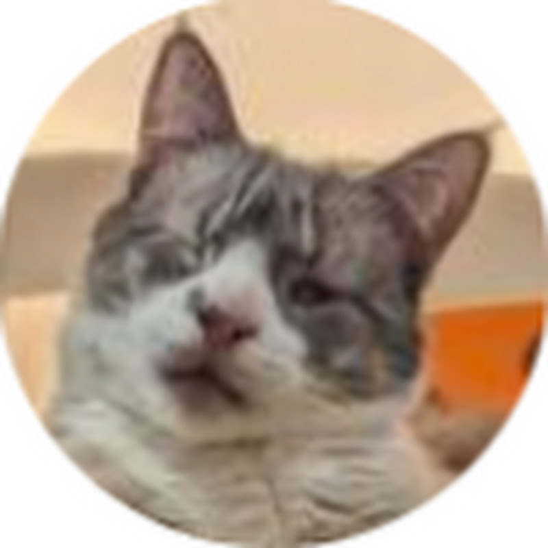 Budgeting Blind Cats