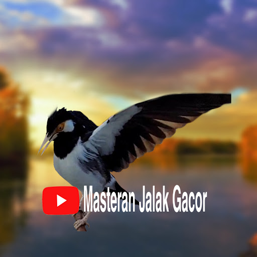 Masteran Jalak Gacor