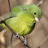 a_green_bird32