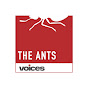 THE ANTS Voices logo