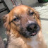 wQmFsI2wxkY-channel-avatar-Big Big Dog