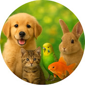 Pets Unboxed