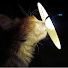 WFesN0cabX8-channel-avatar-The drinking loudly cat 