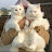 Persian Cats & Kittens