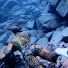 upIXLnozlfc-channel-avatar-Pipo pesca submarina y apnea