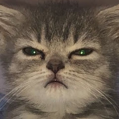 cat.404