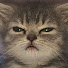 7Ve1xSip_bc-channel-avatar-cat.404